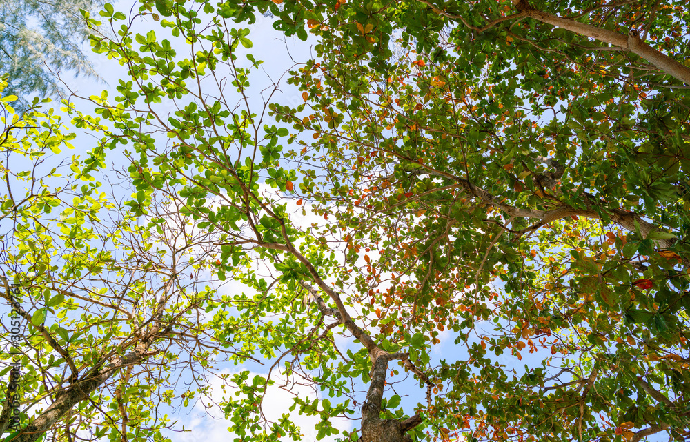 Green leaf branch trees on blue sky background
