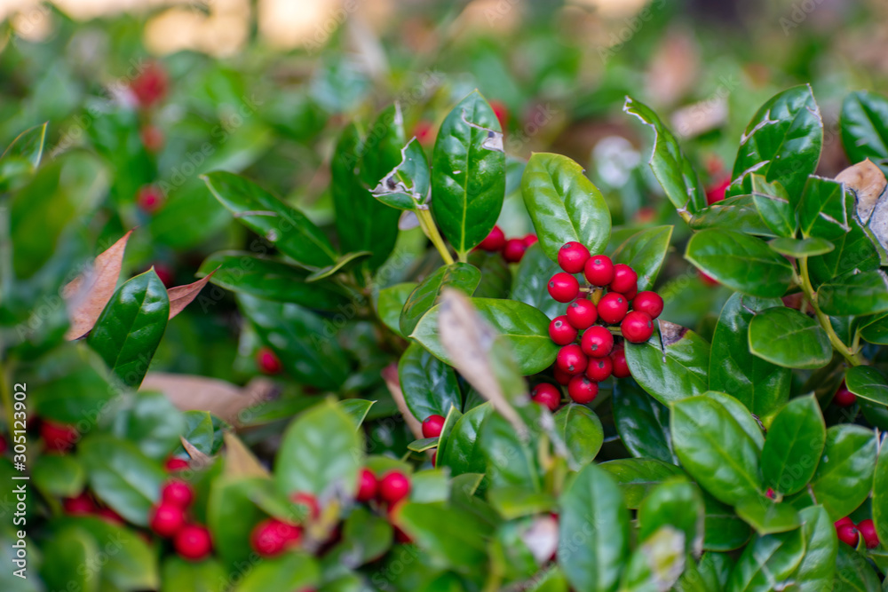 Green leaf bush with red berries