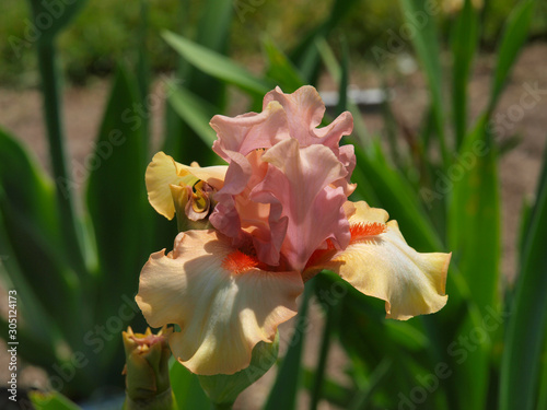 Pink irises with a green background