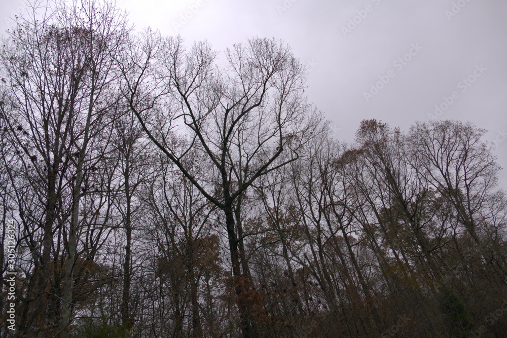 trees, gray November day
