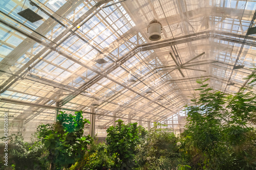 Interior of a greenhouse with lush green plants under the roof with glass panels