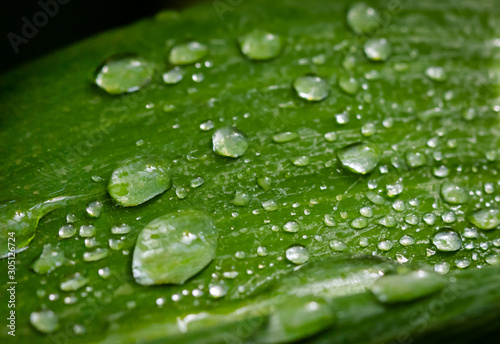 Wet leaf