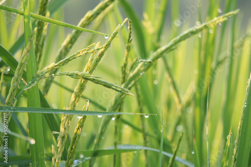 Dew drops on the leaves of rice plants