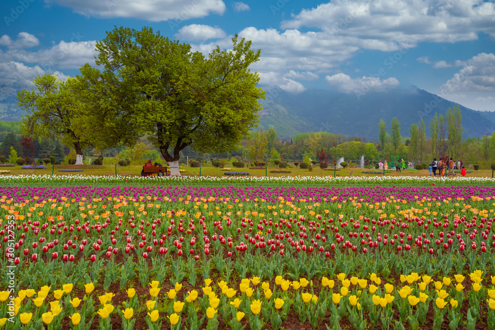 Beautiful tulip flowers is a veritable Eden of Indira Gandhi memorial
