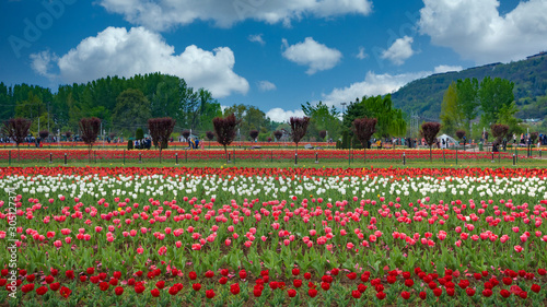 Fototapeta Naklejka Na Ścianę i Meble -  Beautiful tulip flowers is a veritable Eden of Indira Gandhi memorial tulip garden is Asia largest at Srinagar, Jammu and Kashmir, India