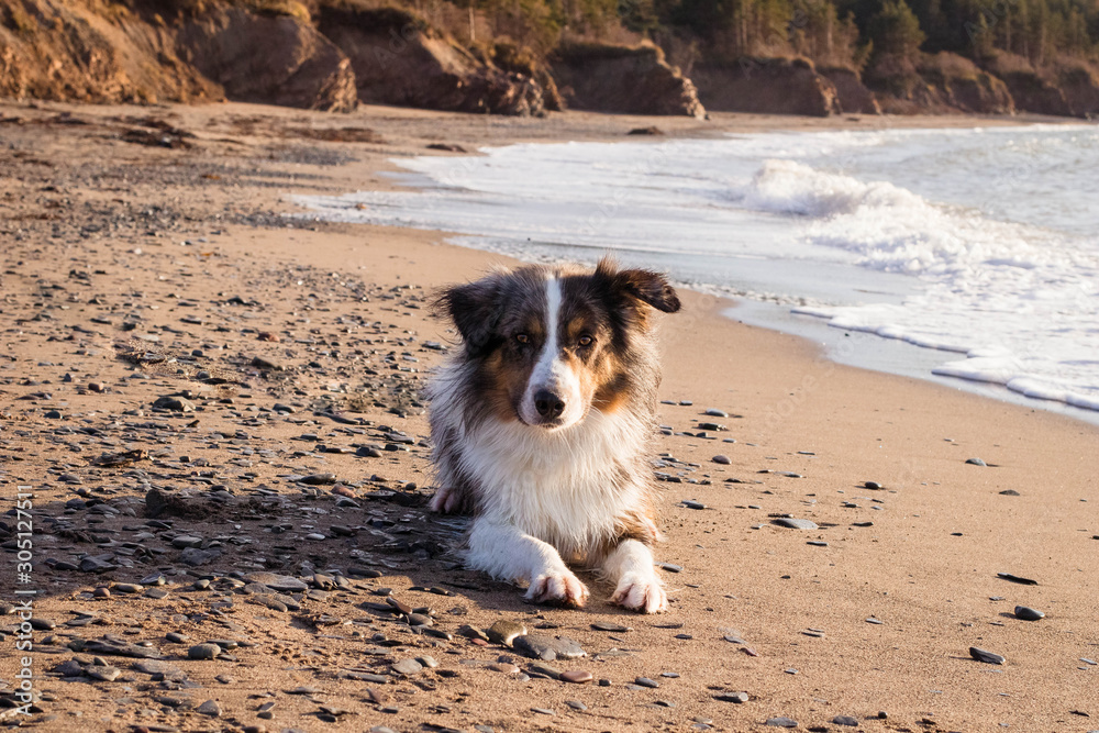 Dog at the beach with waves in the background