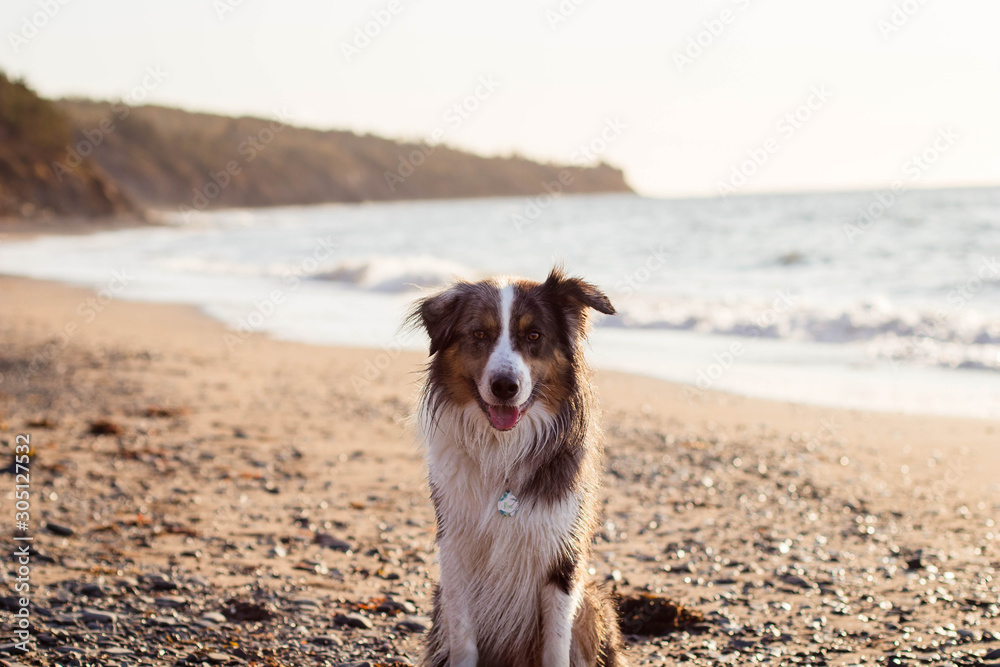 Smiling dog at the beach with waves in the background