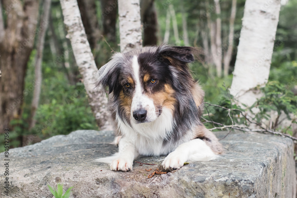 Dog posing with the trees on a rock
