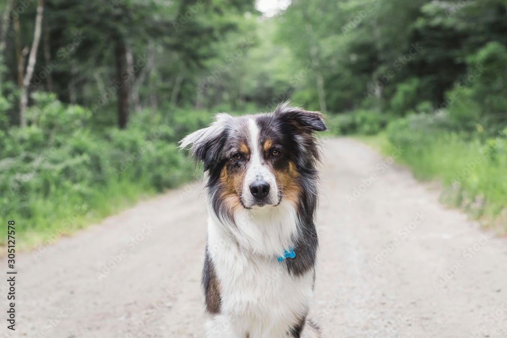 Model dog posing in the woods Model dog posing in the woods