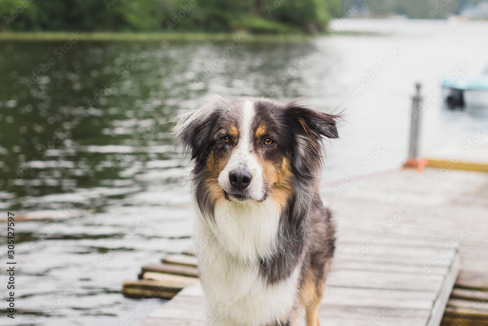 Dog smiling with lake and wharf in the background