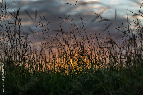 Atardecer y Hierba