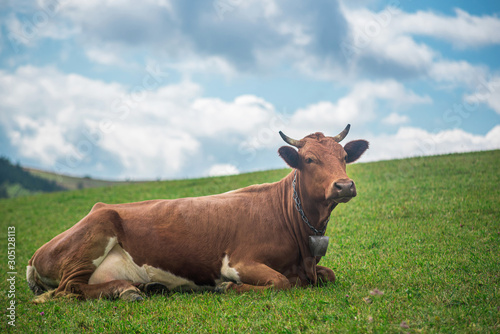 The cow lies in the meadow