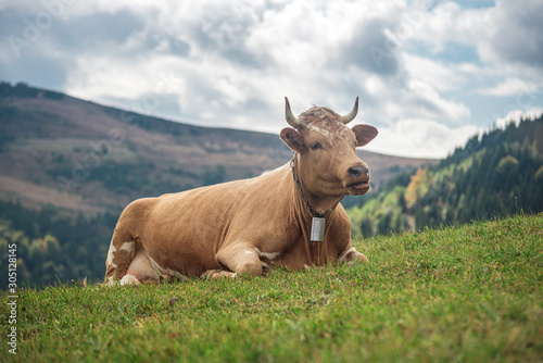 Fototapeta Naklejka Na Ścianę i Meble -  The cow lies in the meadow