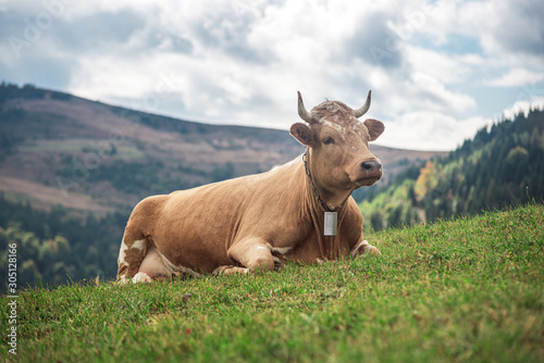 Fototapeta Naklejka Na Ścianę i Meble -  The cow lies in the meadow