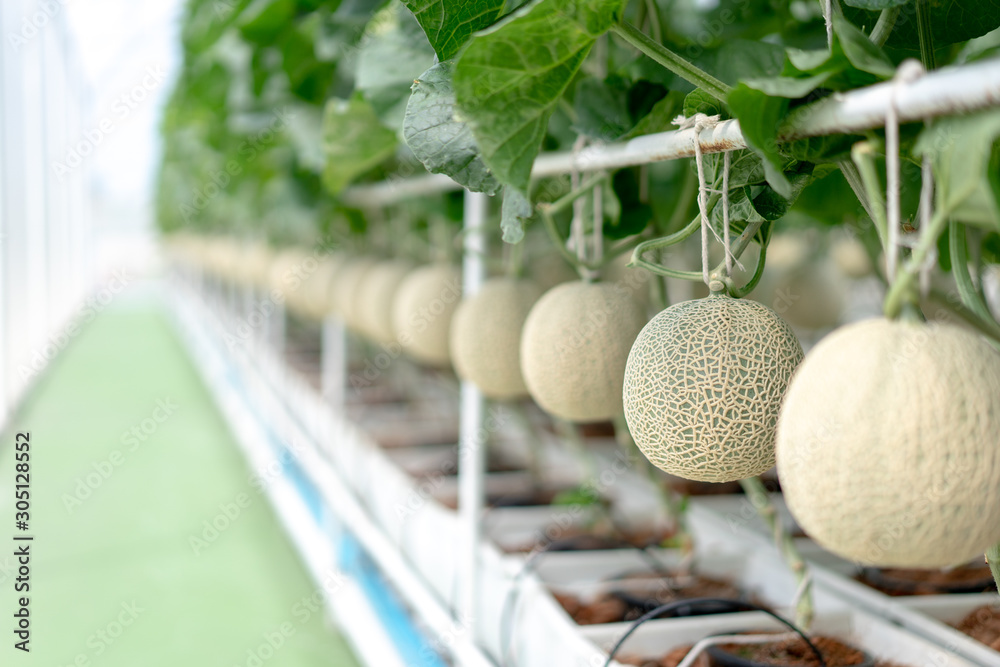 Farm is Japanese Melon Plants in Greenhouse. Line of Green Melon plant Growing in Organic Garden.