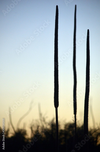 Australian landscape with three Xanthorrhoea grass tree flower spikes at sunset growing in heath regenerating after a bushfire in the Royal National Park  New South Wales  Australia