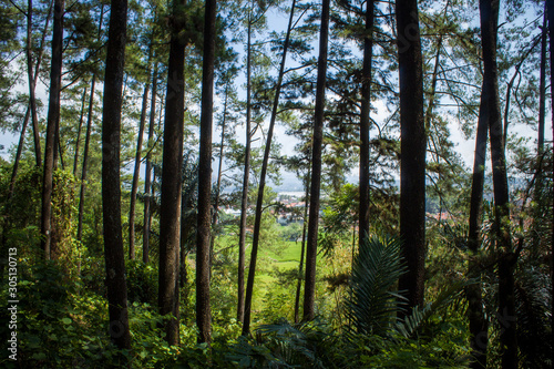 Beautiful of a green forest with trees in the early morning, Sun rays through the trees