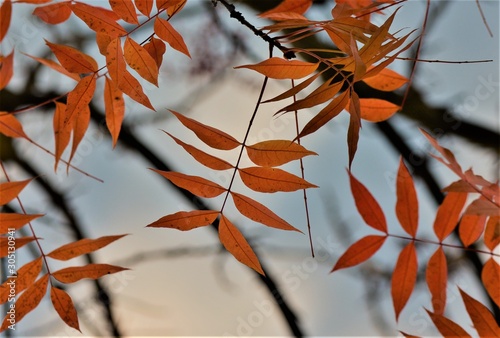 Fall colors leaves