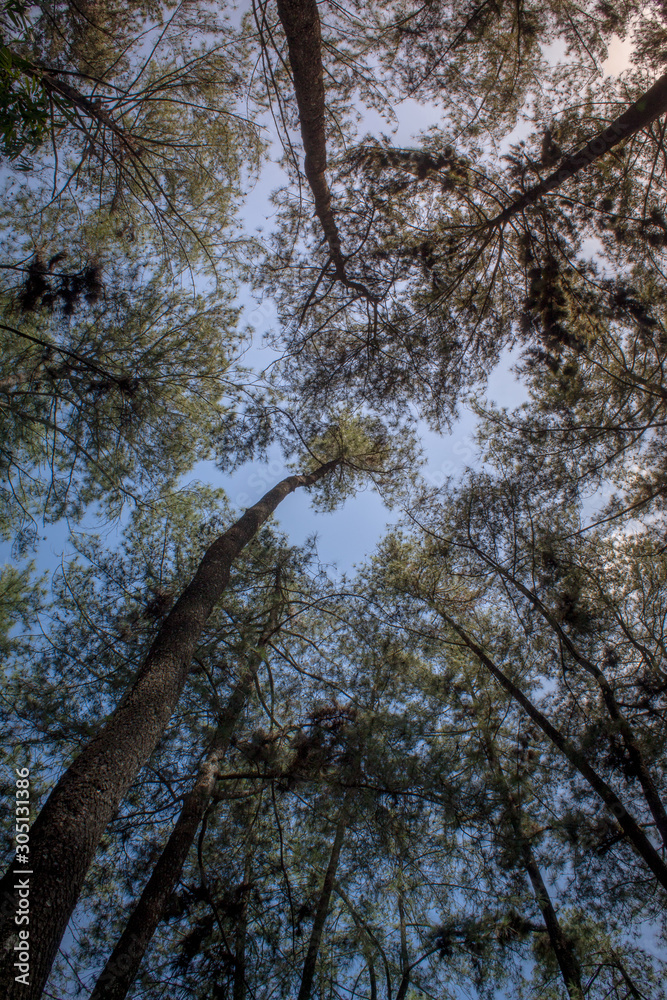 Fototapeta premium Beautiful of a green forest with trees in the early morning, Sun rays through the trees