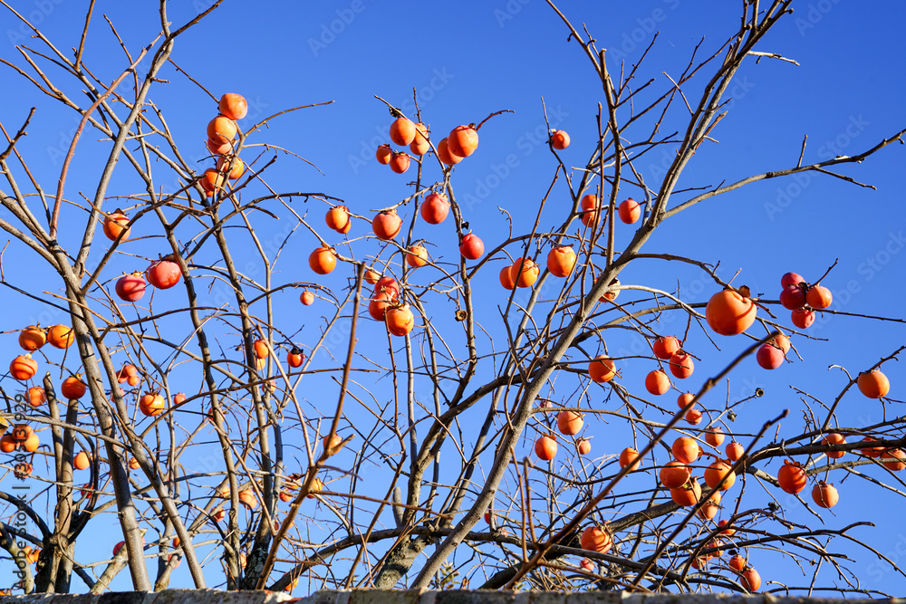 Persimmon tree with fruit during autumn near Dallas, Texas Persimmon tree with fruit during autumn near Dallas, Texas