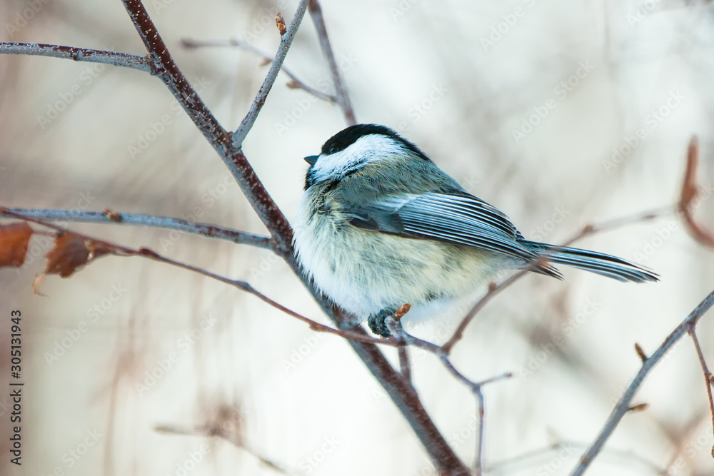 Fototapeta premium Cold 1