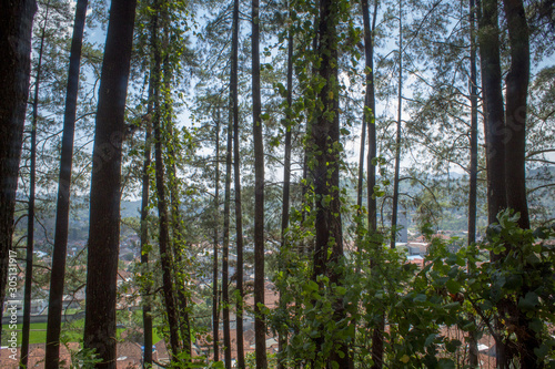 Beautiful of a green forest with trees in the early morning, Sun rays through the trees