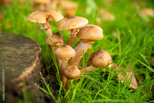  Beautiful bunch of pale brown mushrooms on a stump in the meadow. Pleurotus eryngii