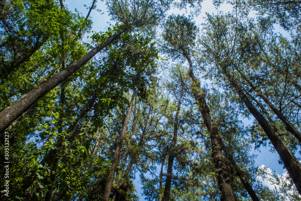 Beautiful of a green forest with trees in the early morning, Sun rays through the trees Beautiful of a green forest with trees in the early morning, Sun rays through the trees