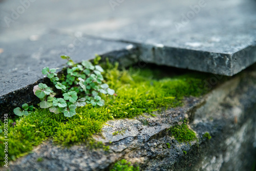  Soothing Mink Moss and a small plant, against slabs of a pretty blue
