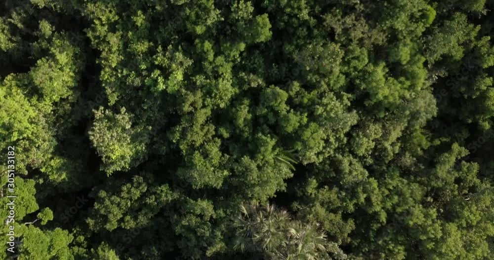 Flying over a dense jungle, coastal forest with a drone on the Swahili coast, Tanzania. Flying over a dense jungle, coastal forest with a drone on the Swahili coast, Tanzania.
