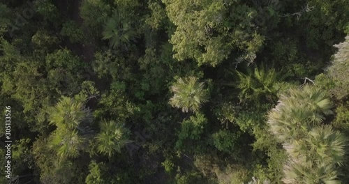 Flying over a dense jungle, coastal forest with a drone on the Swahili coast, Tanzania.