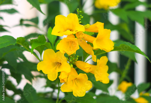 Tecoma stans , Yellow bell, Yellow elder flowers photo