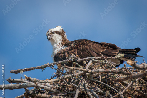 Osprey 2