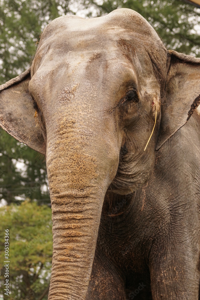 Fototapeta premium アジアゾウ