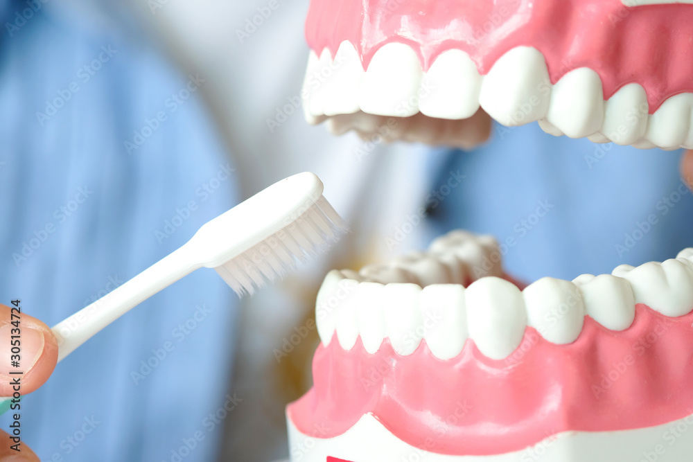 Obraz premium hands of a dentist, he is demonstrating how to brush your teeth properly. To clean the teeth and oral cavity.