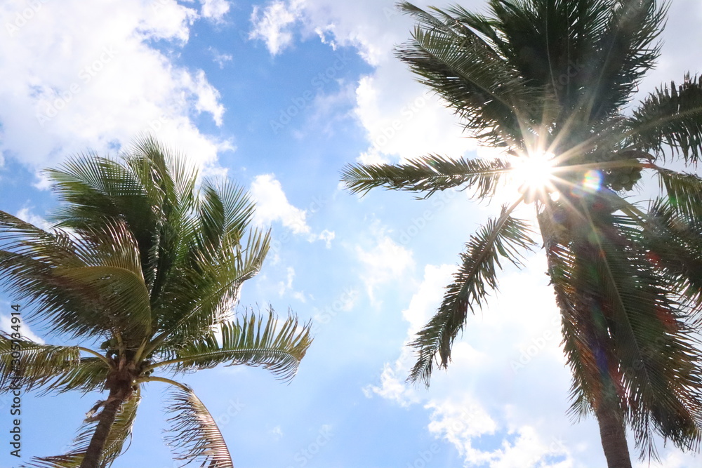 Naklejka premium palm trees against blue sky