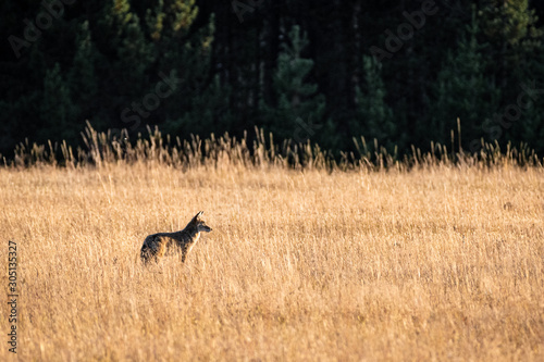 Canvas Print coyote at sunset
