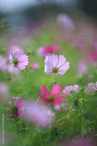 cosmos flowers in the garden