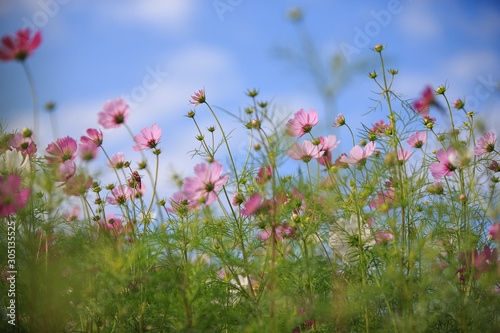 Fototapeta Naklejka Na Ścianę i Meble -  field of pink cosmos flowers