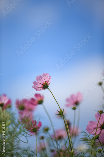 pink flowers on background of blue sky