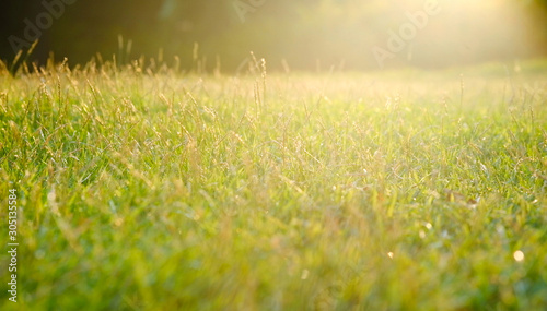 The natural green lawn of the farm during the morning hours has natural sunlight.