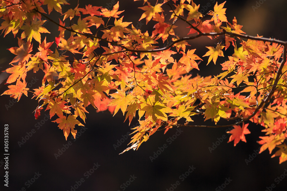 autumn leaves on black background autumn leaves on black background
