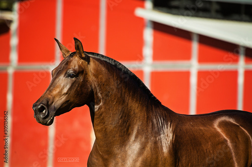 Andalusian Horse