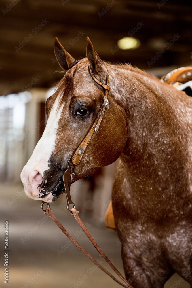 Naklejka premium Western Appaloosa Portrait