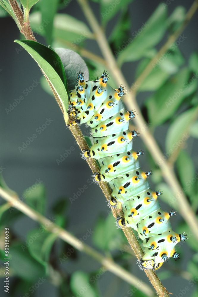 Naklejka premium Calleta Silkmoth Caterpillar (Eupackardia Calleta)