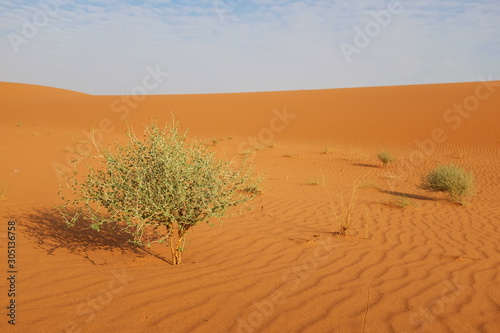 Hot and dry desert landscape near Riyadh in Saudi Arabia