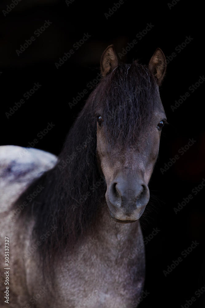 Fototapeta premium Pony Face