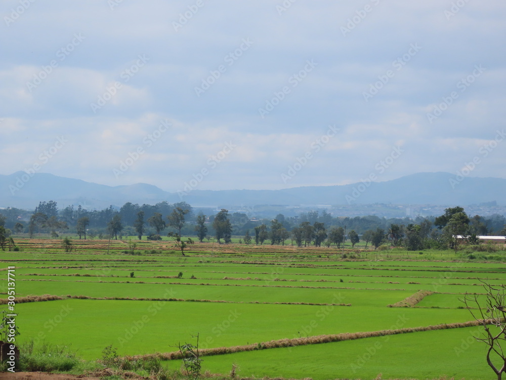 Rice planting. Land with long rice paddy