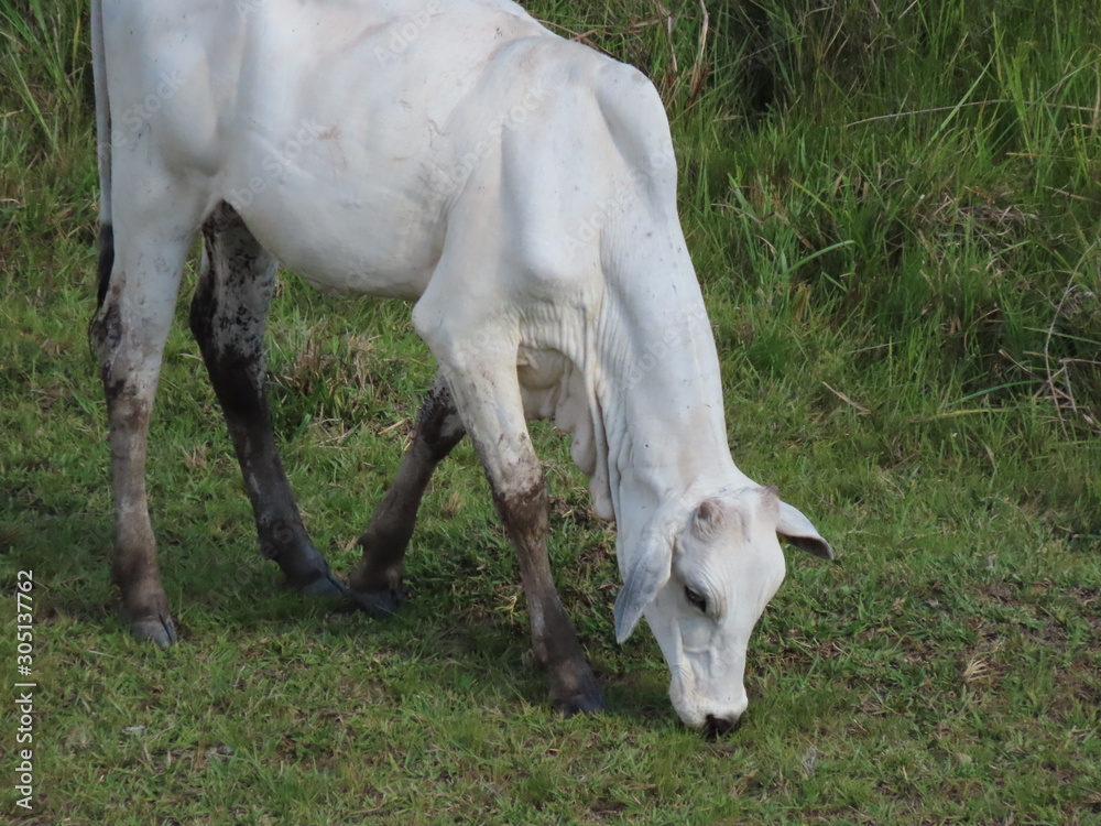 Nelore cow eating grass. Cattle Grazing. Nelore cow eating grass. Cattle Grazing.