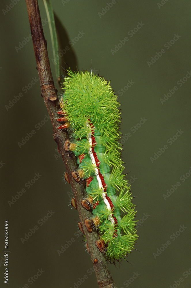 Fototapeta premium Io Moth Caterpillar (Automaris Io)